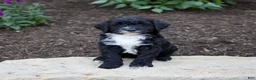 Mixed Breed dogs for sale: Faith - Ad 1