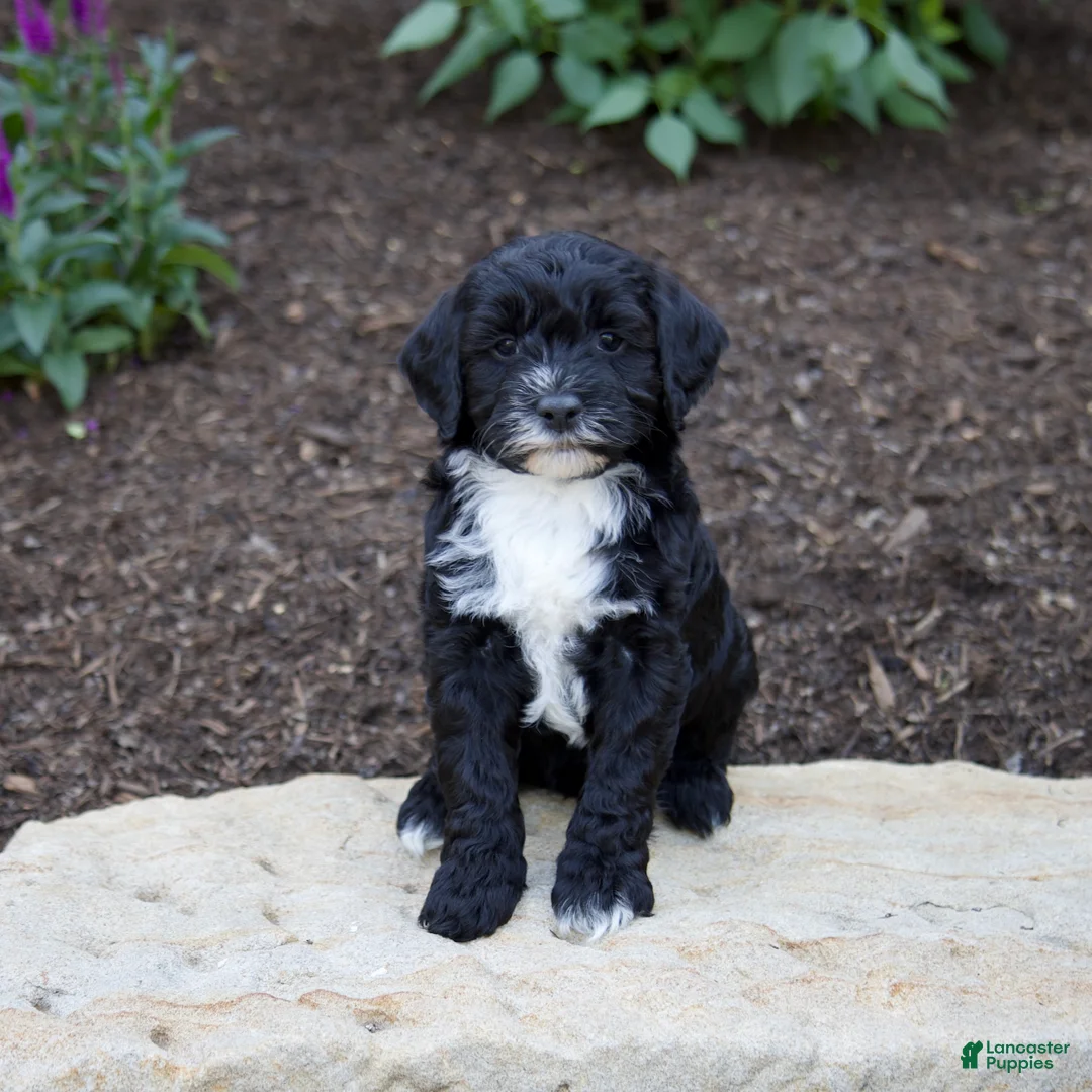 Mixed Breed dogs for sale: Faith - Ad 1