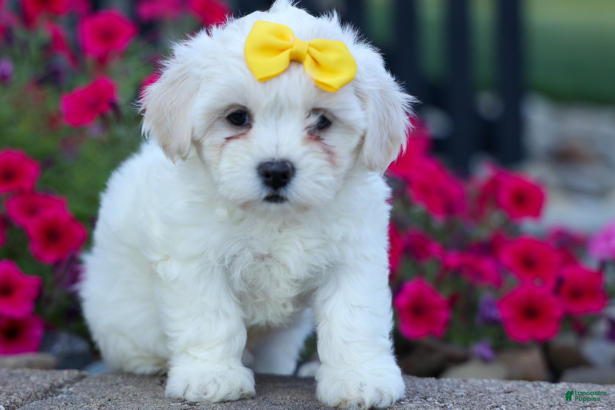 Teddy Bear dogs Bubbles 💖 - Ad 1