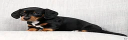 Miniature Dachshund dogs for sale: Jenny - Ad 6