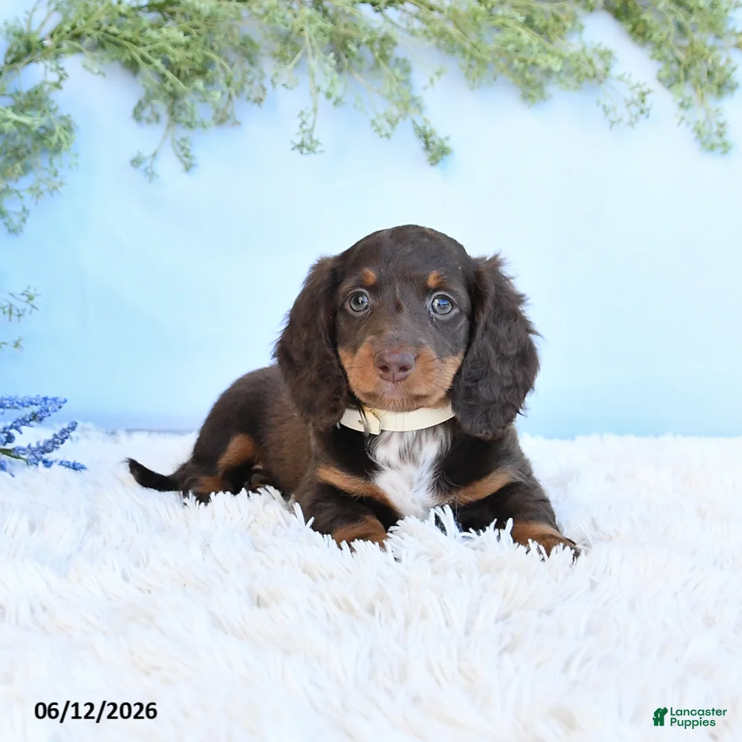 Miniature Dachshund dogs for sale: Sarah - Ad 1