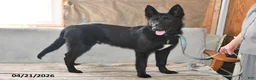 Belgian Malinois dogs for sale: Leo - Ad 3