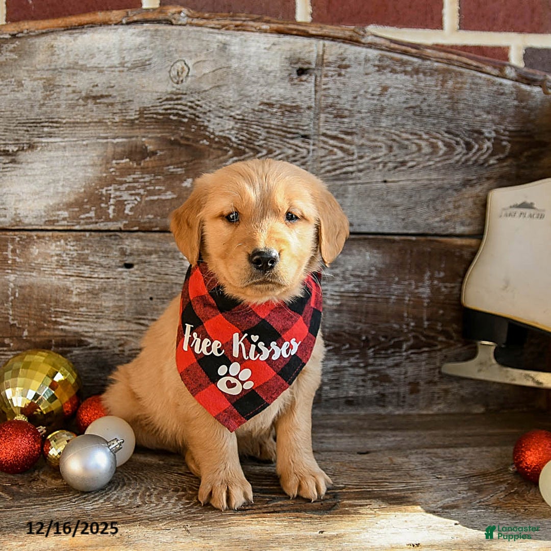 Golden Retriever dogs for sale: Reggie - Ad 1