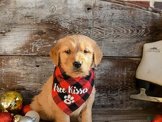 Golden Retriever dogs Reggie - Ad 23