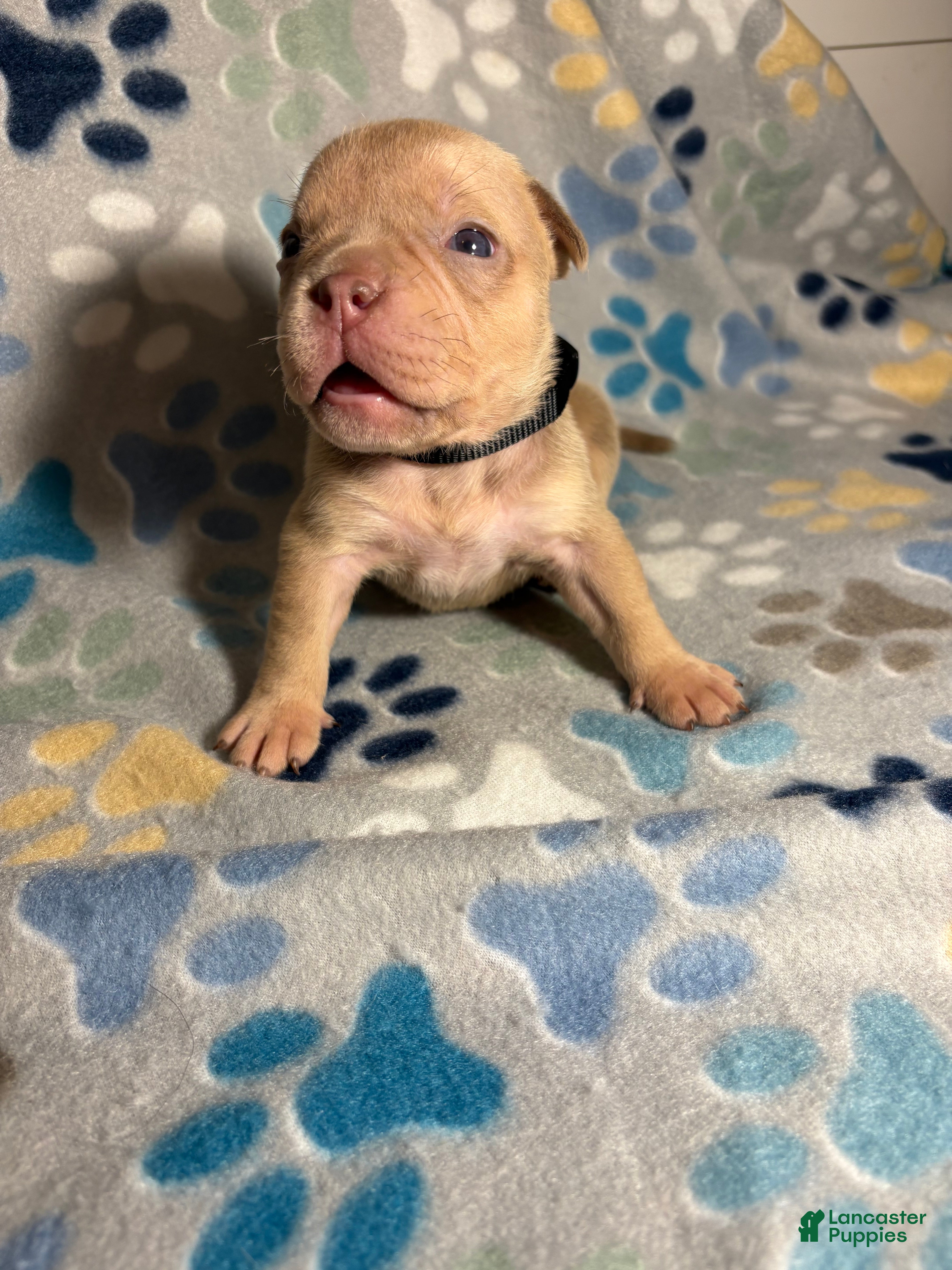 American Bully dogs FEMALE BLACK COLLAR - Ad 30