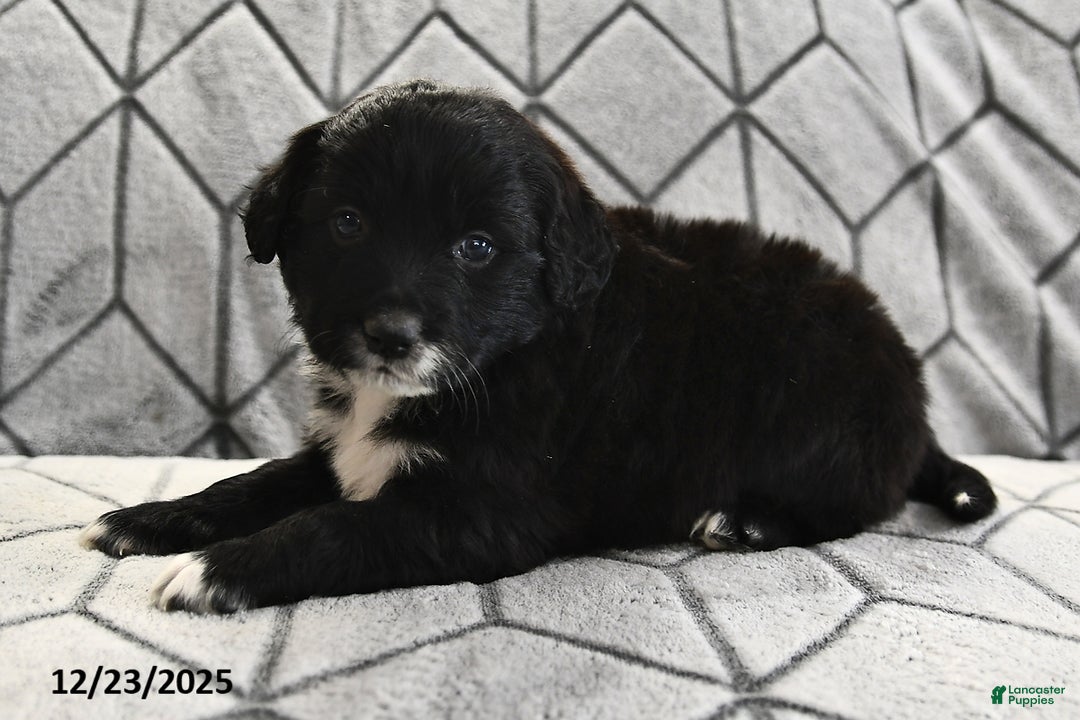 Portuguese Water Dog dogs for sale: Dimples - Ad 12