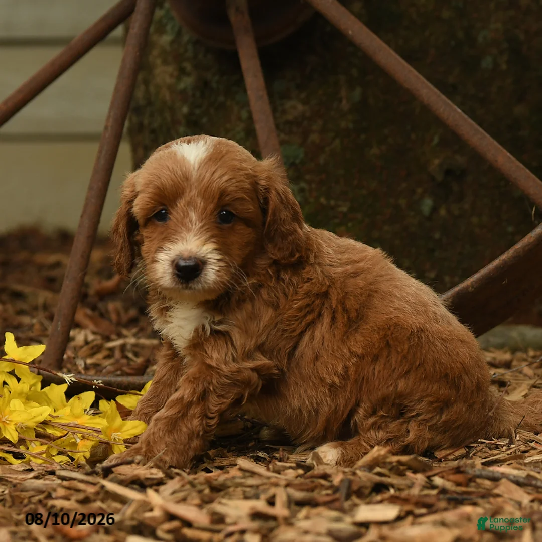 Goldendoodle dogs for sale: Milo - Ad 2