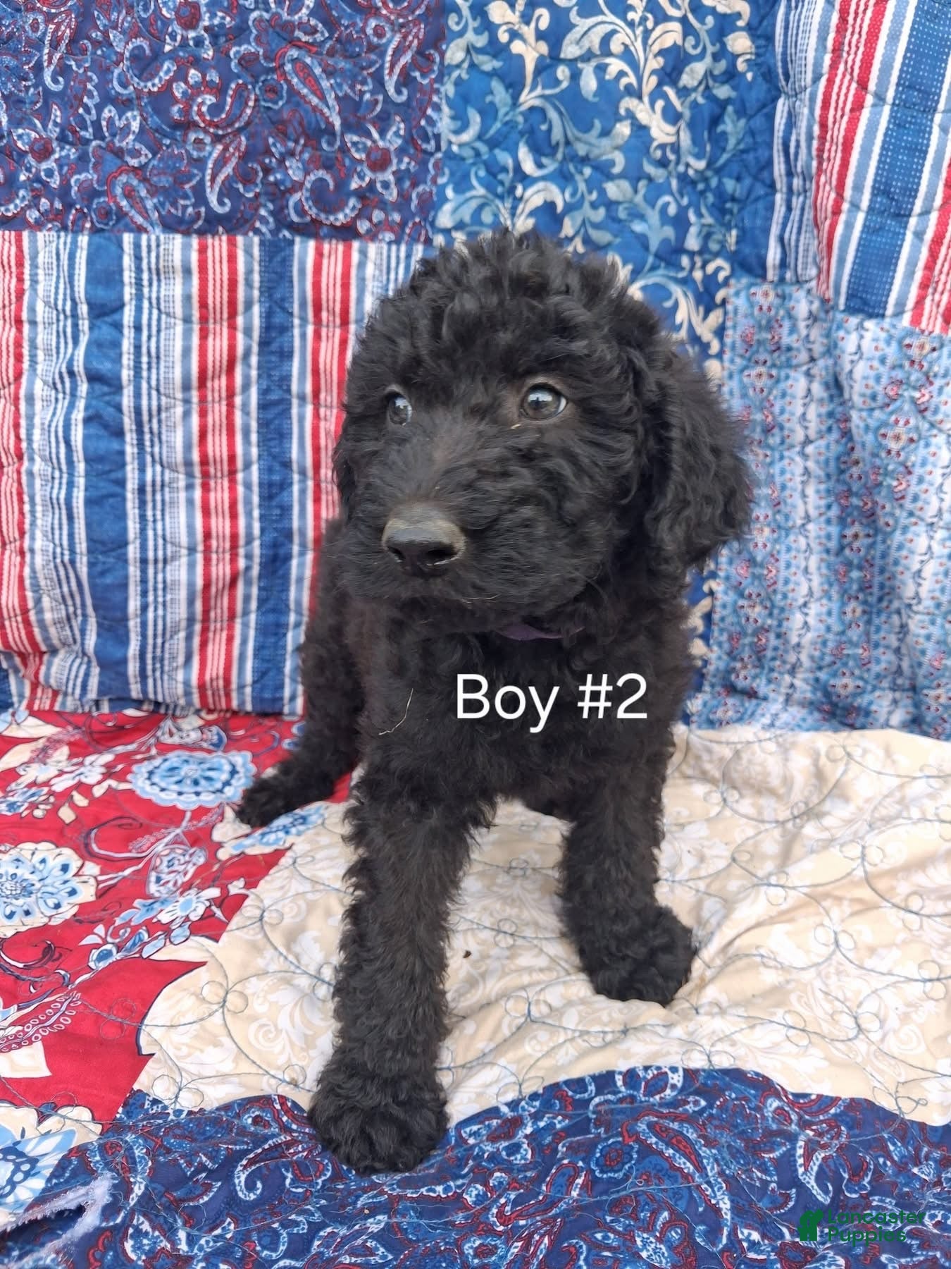 Labradoodle dogs Labradoodle 2 - Ad 35