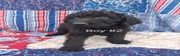 Labradoodle dogs for sale: Labradoodle 2 - Ad 1