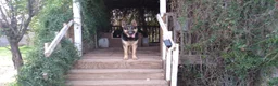 German Shepherd dogs for sale: Ragnar  - Ad 11