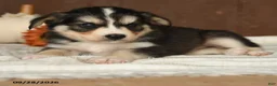 Mixed Breed dogs for sale: Coconut - Ad 4