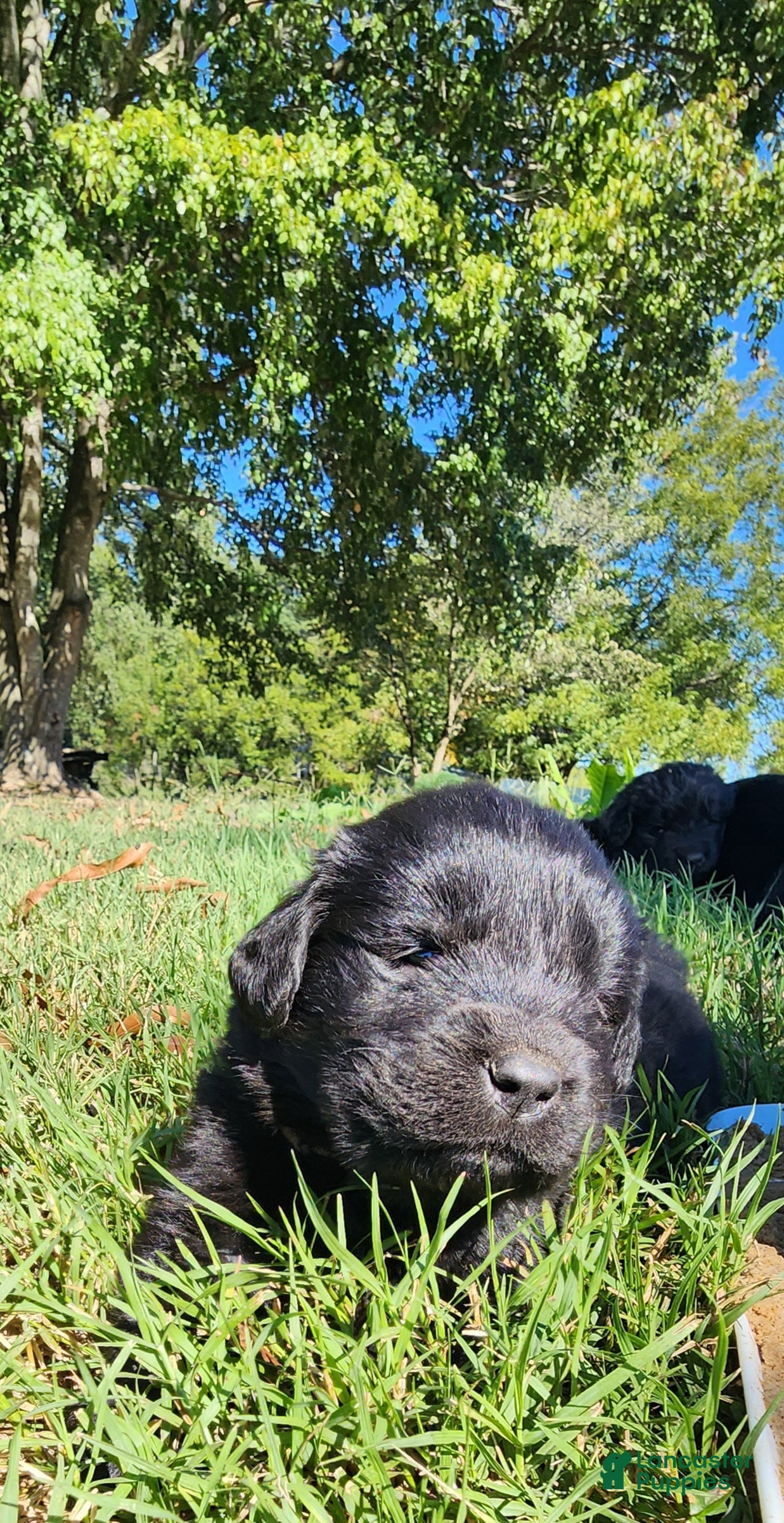 Newfoundland dogs Tan - Ad 1