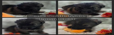 AKC Sable Long Coat Male