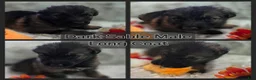 German Shepherd dogs for sale: AKC Sable Long Coat Male - Ad 1