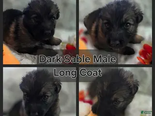 German Shepherd dogs for sale: AKC Sable Long Coat Male - Ad 4