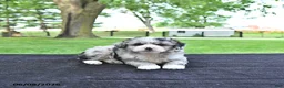 Mini Aussiedoodle dogs for sale: Travis - Ad 3