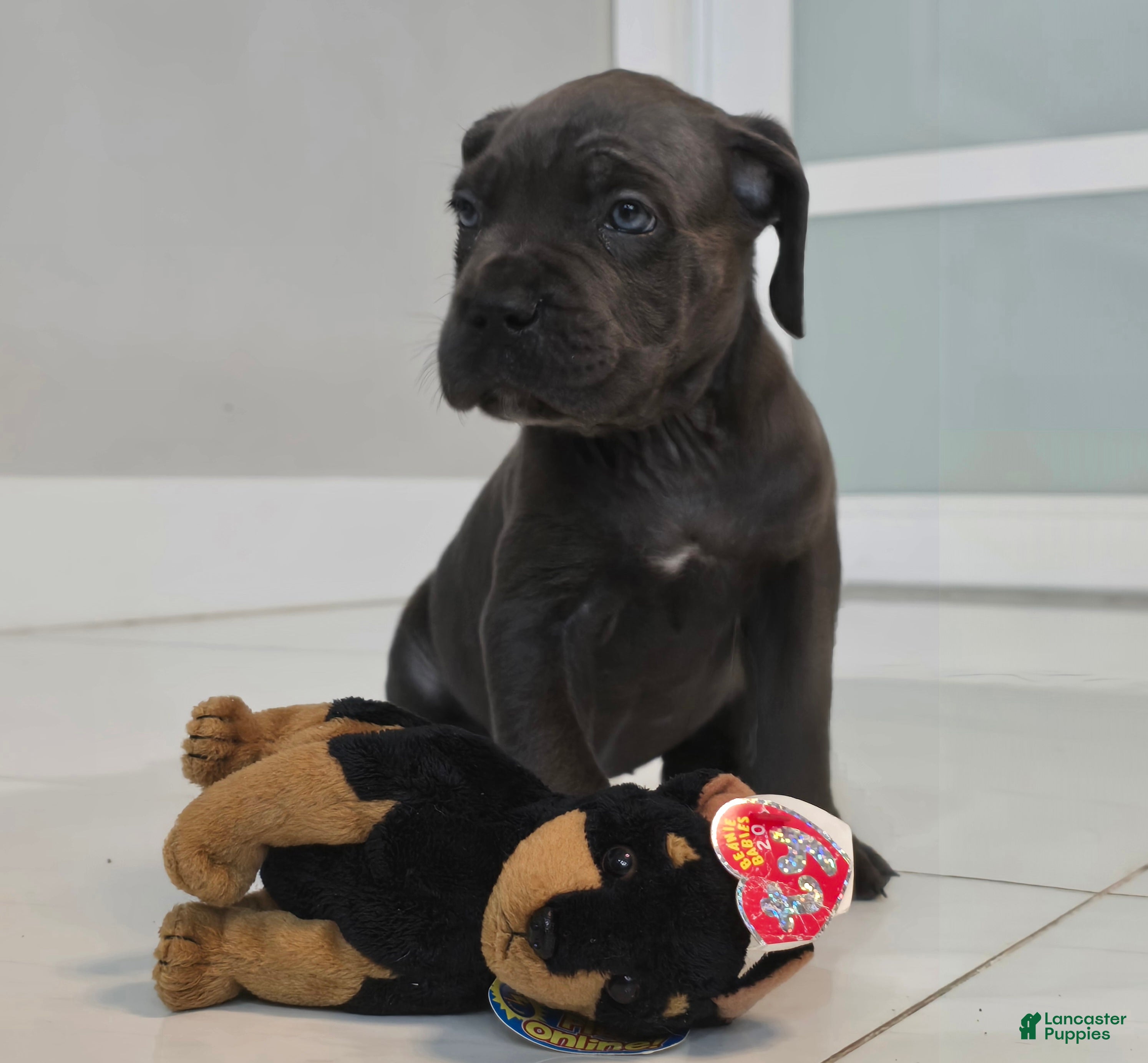 Cane Corso dogs Cane Corso 1 - Ad 2