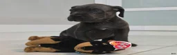 Cane Corso dogs for sale: Cane Corso 1 - Ad 2