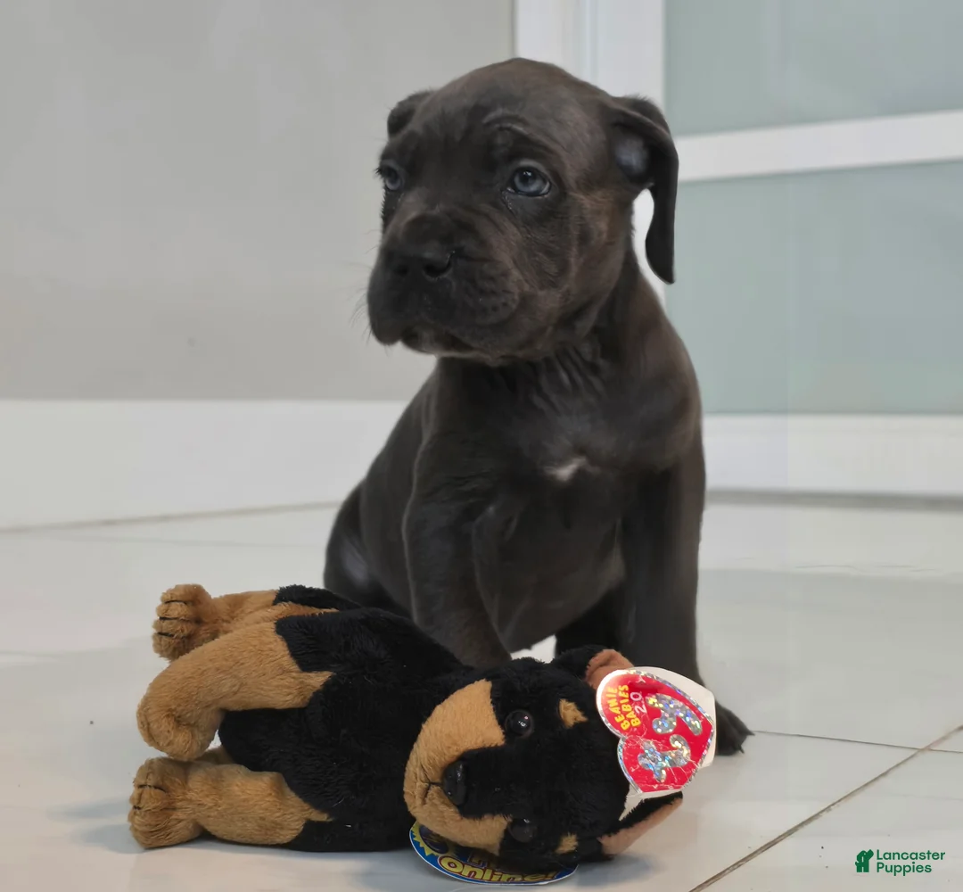 Cane Corso dogs for sale: Cane Corso 1 - Ad 2
