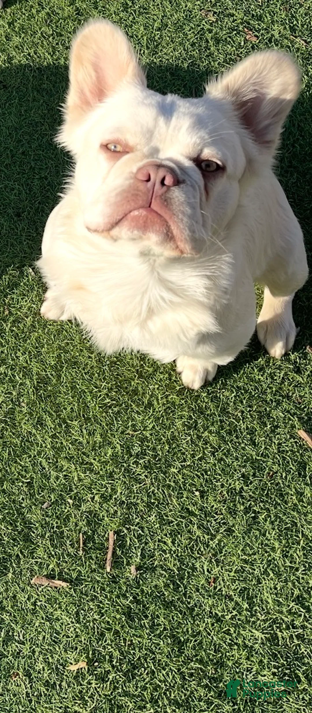 French Bulldog dogs for sale: Snowcake - Ad 3