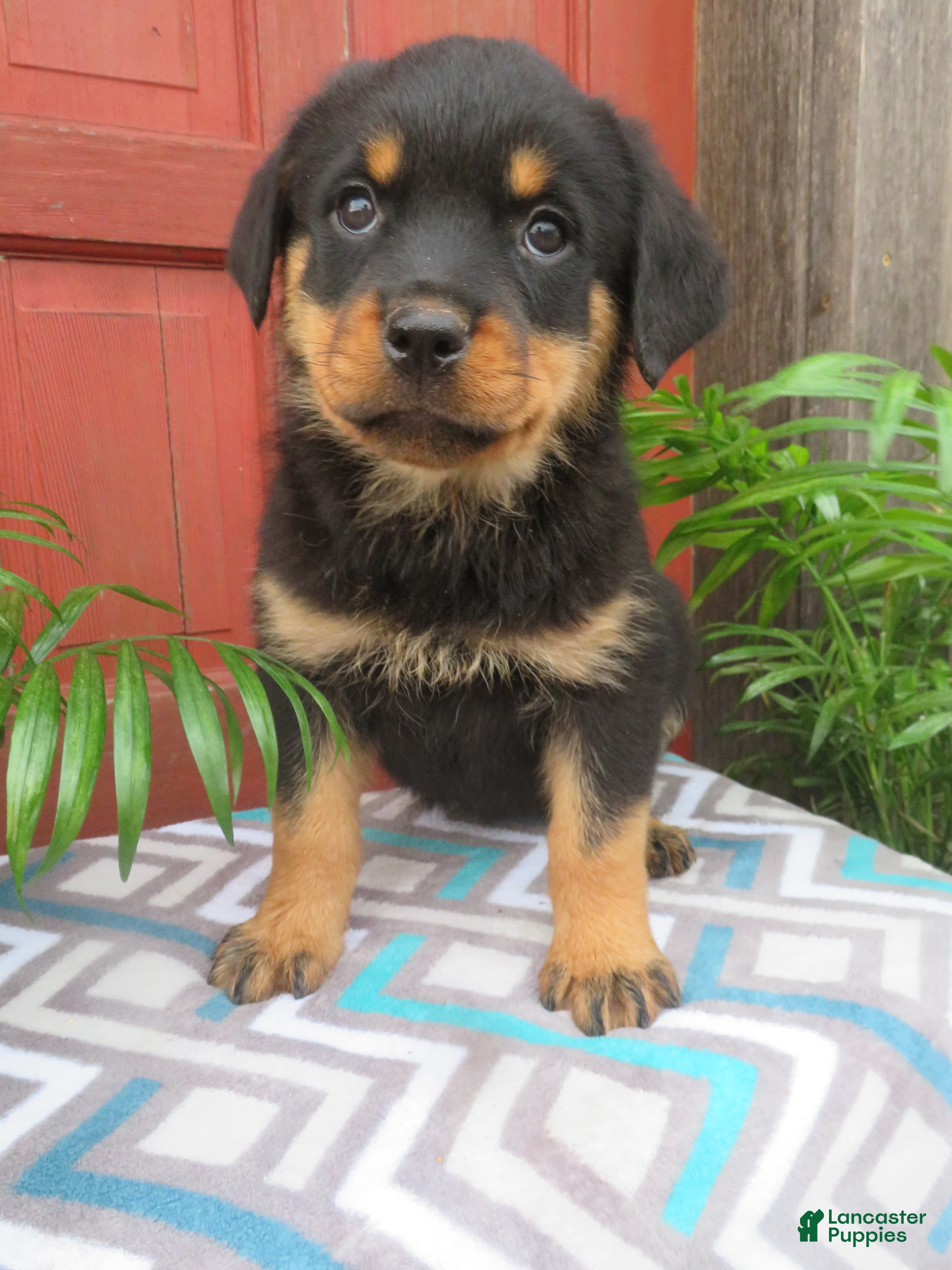 Rottweiler dogs Lindsey - Ad 2