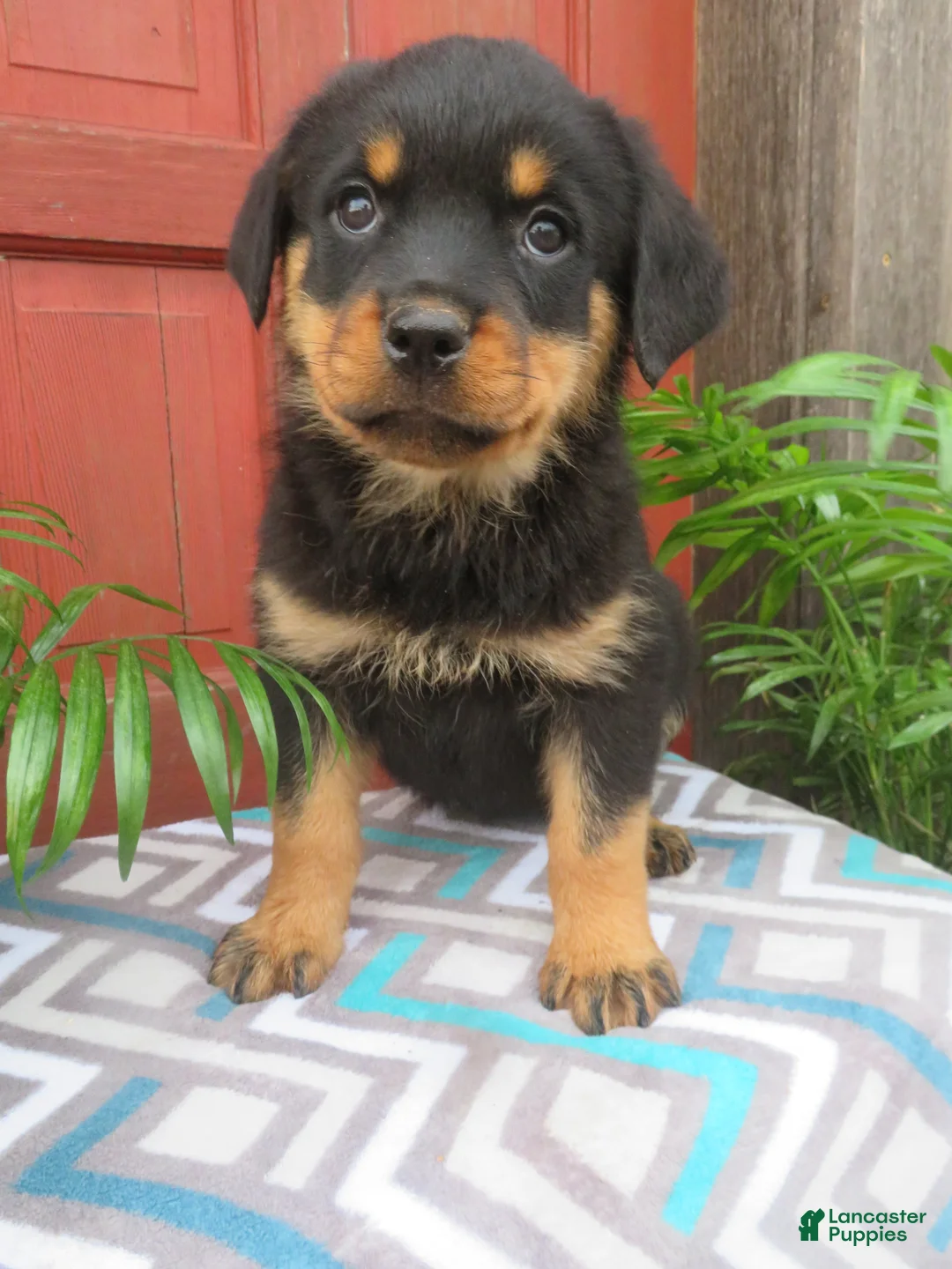 Rottweiler dogs for sale: Lindsey - Ad 2