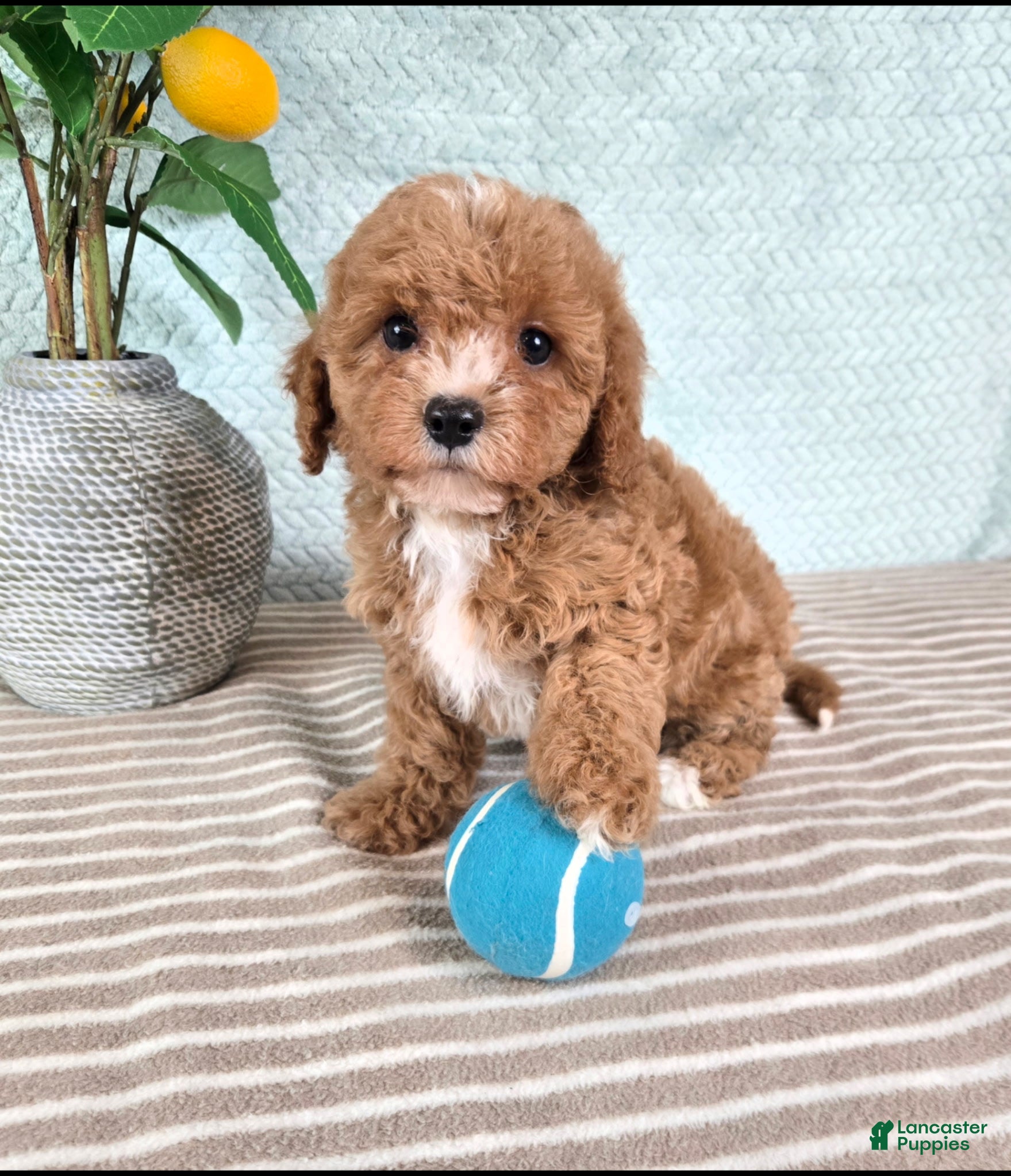 Cavapoo dogs Calvin - Ad 31