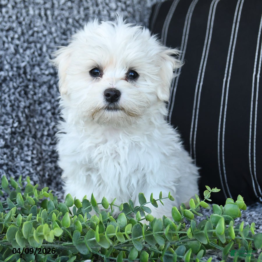 Maltese dogs Kipper - Ad 2