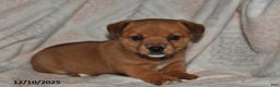 Mixed Breed dogs for sale: Amber - Ad 1