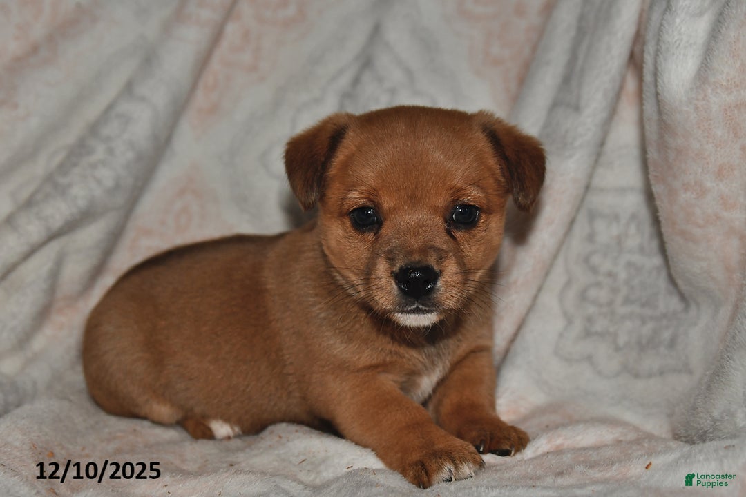 Mixed Breed dogs for sale: Amber - Ad 1
