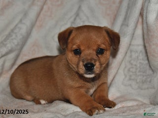 Mixed Breed dogs Amber - Ad 33