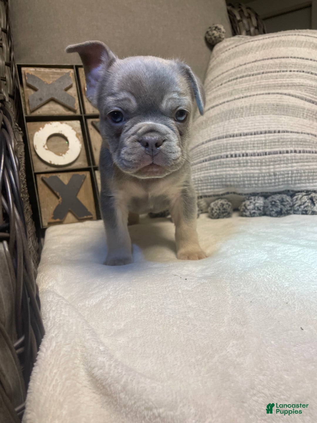 French Bulldog dogs for sale: French Bulldog Puppy 1 - Ad 4