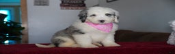 Sheepadoodle dogs for sale: Lily - Ad 2