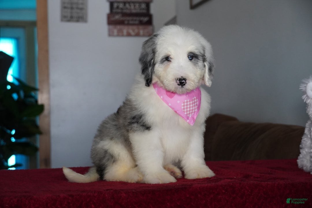 Sheepadoodle dogs for sale: Lily - Ad 2