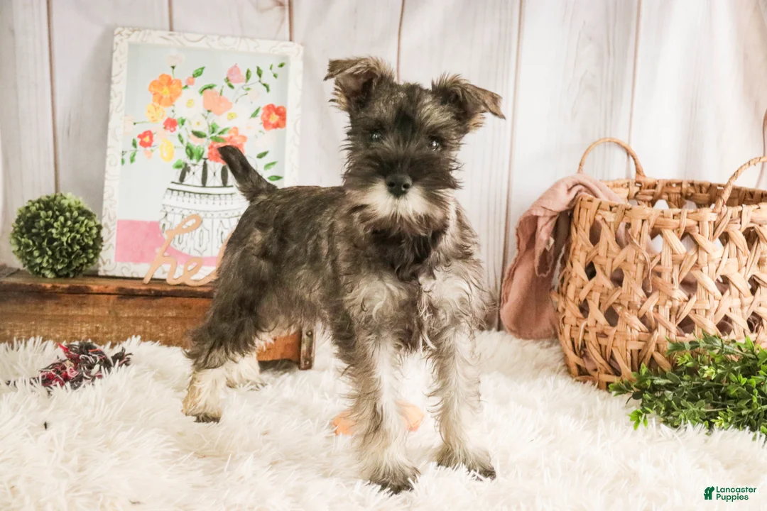 Miniature Schnauzer dogs for sale: Millie - Ad 3