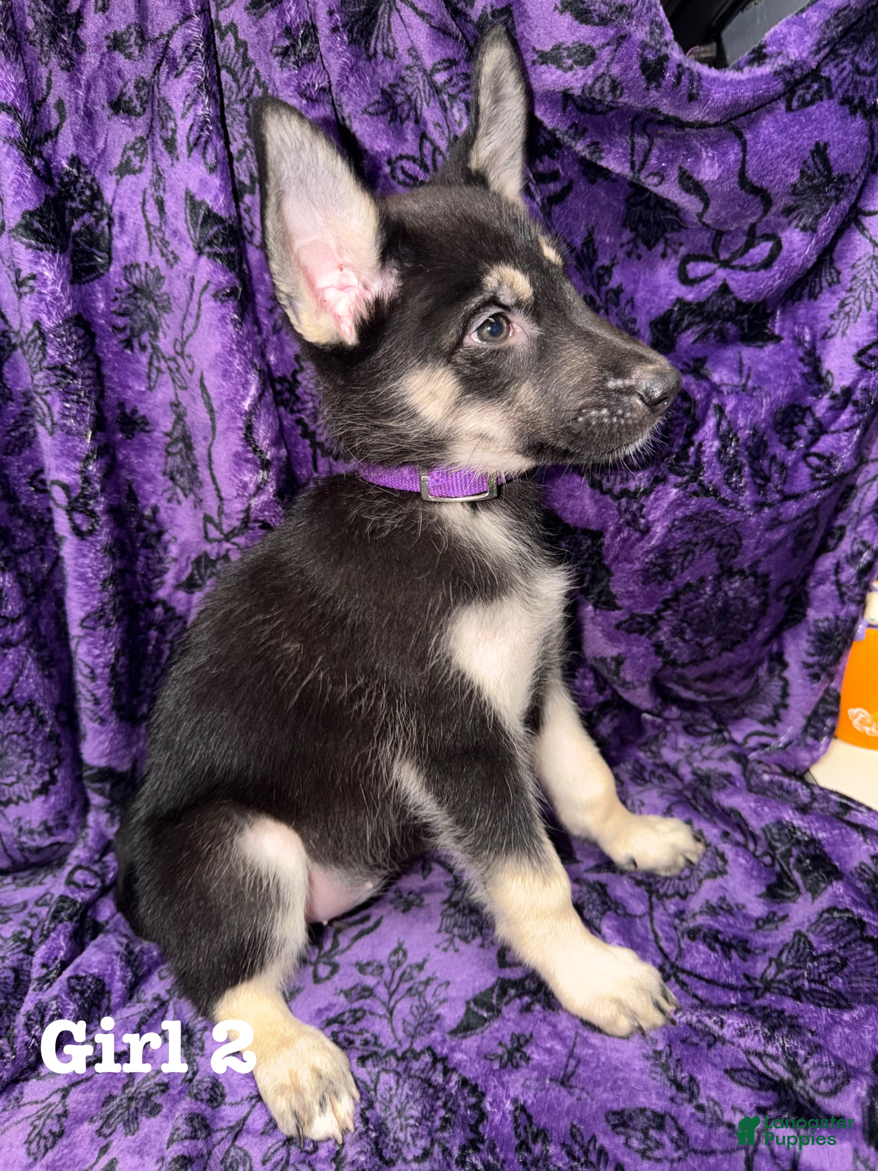 Mixed Breed dogs for sale: Girl 2 - Ad 31