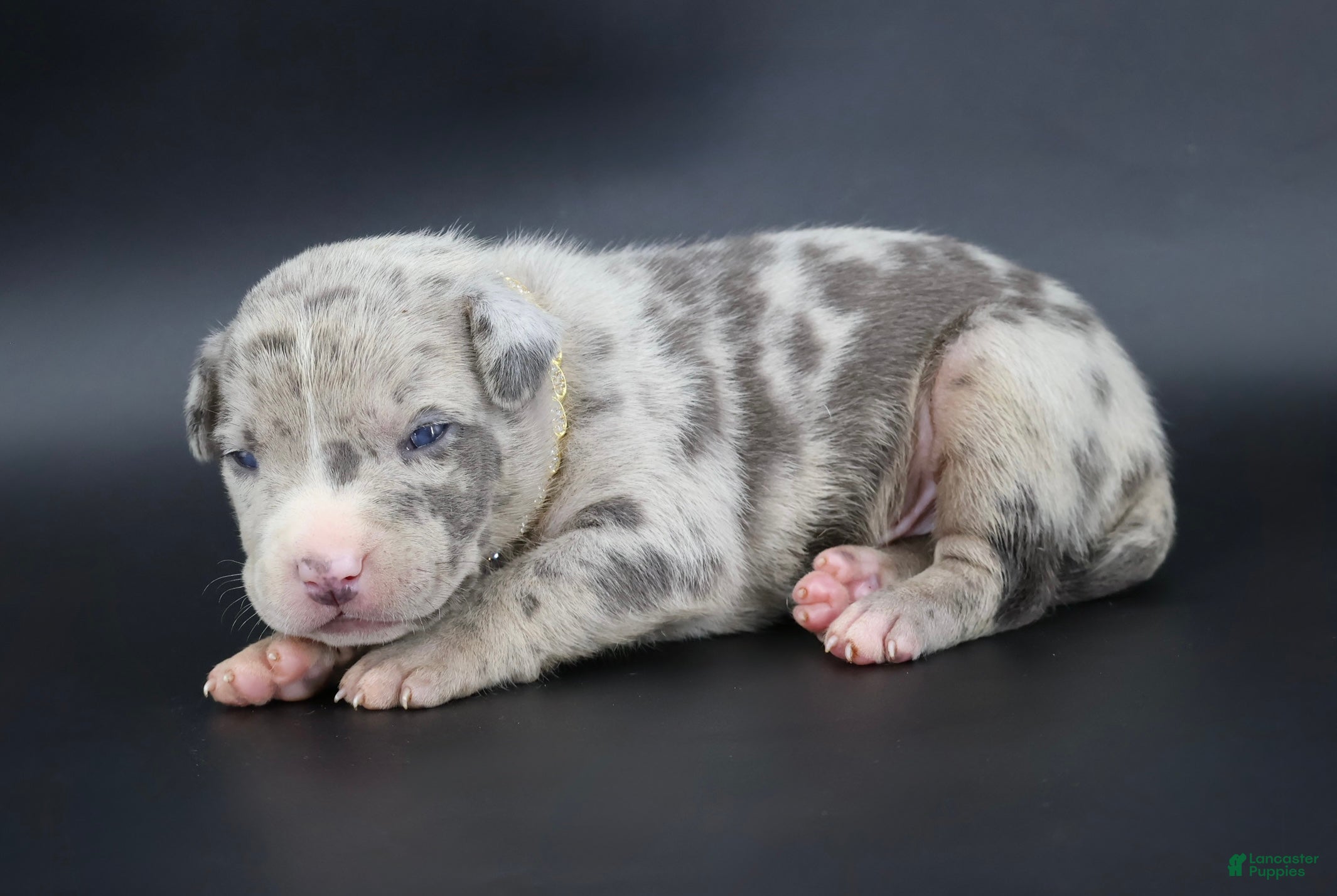 American Bully dogs Ezra - XL - ABKC - Ad 1