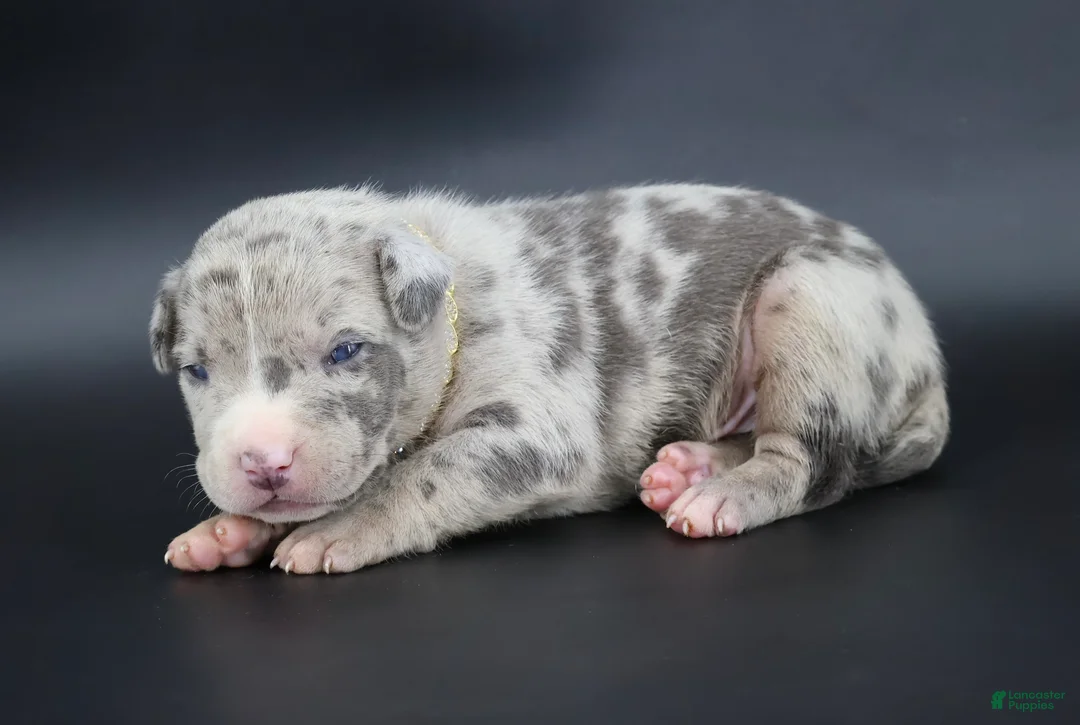 American Bully dogs for sale: Ezra - XL - ABKC - Ad 1