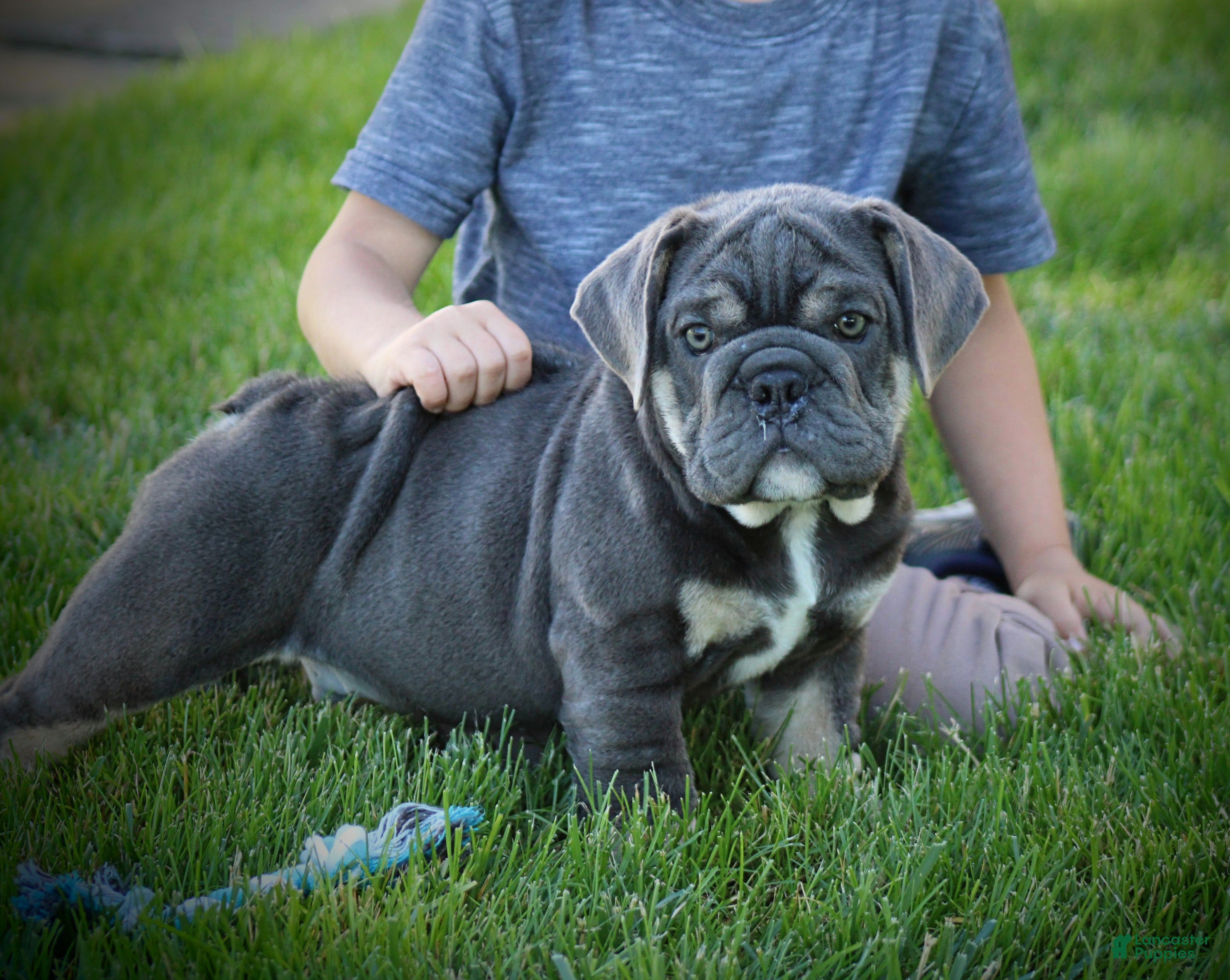 Beabull dogs Zach - Ad 1