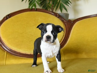 Boston Terrier dogs Dancer - Ad 29