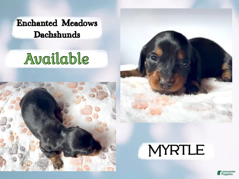 Miniature Dachshund dogs Myrtle - Ad 2