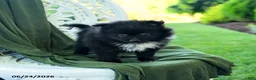 Pomeranian dogs for sale: Alexia - Ad 5