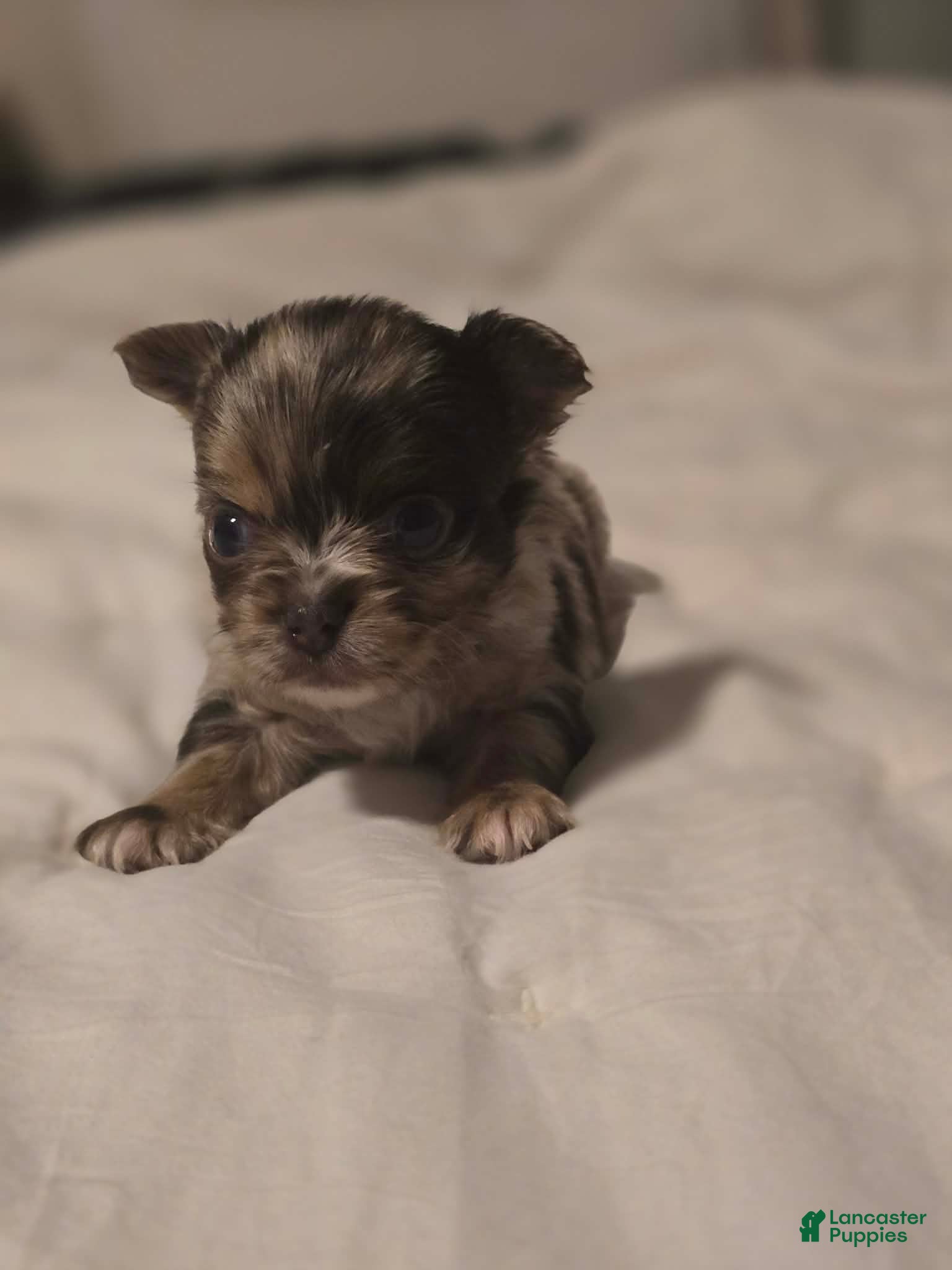 Chihuahua dogs jones - Ad 21