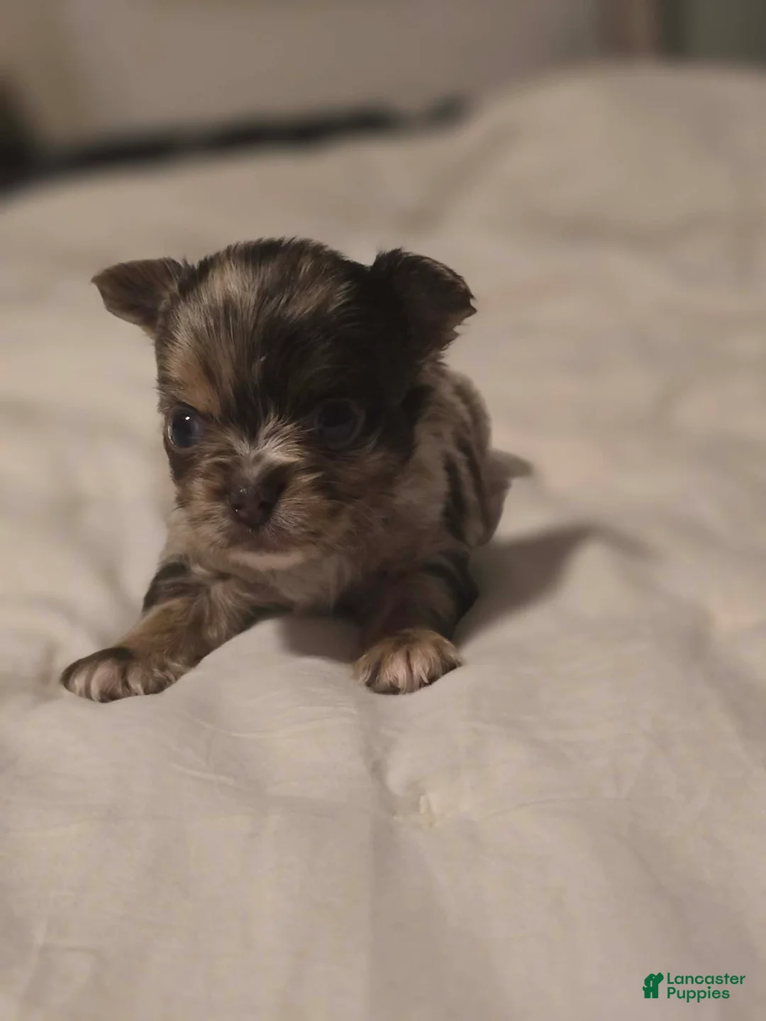 Chihuahua dogs for sale: jones - Ad 1