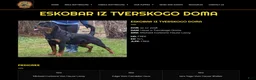 Rottweiler dogs for sale: Rolo - Ad 5