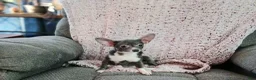Chihuahua dogs for sale: Mouses blue merle boy - Ad 11