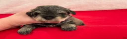 Miniature Schnauzer dogs for sale: Gypsy Female 4 - Ad 2