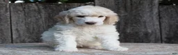 Standard Poodle dogs for sale: Canyon AKC Standard Poodle  - Ad 6