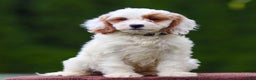Goldendoodle dogs for sale: Odette - Ad 4
