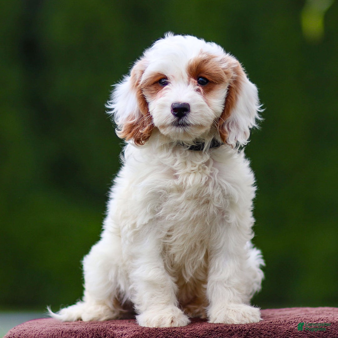 Goldendoodle dogs for sale: Odette - Ad 4